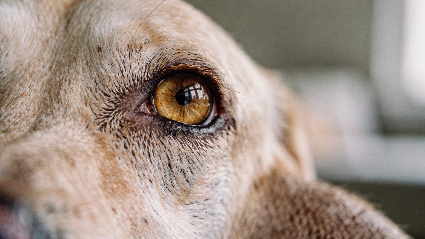 Common dog eye problems