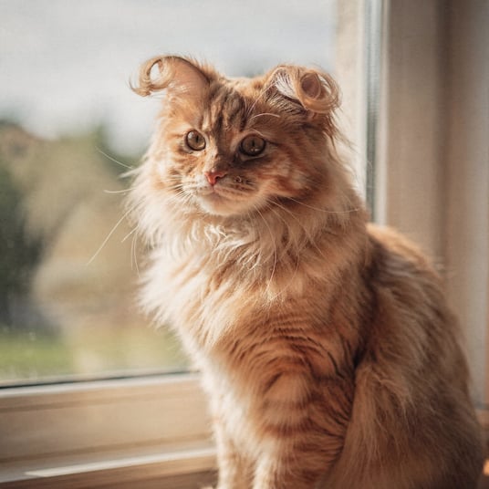American Curl Longhair