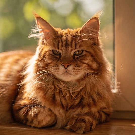 Maine Coon