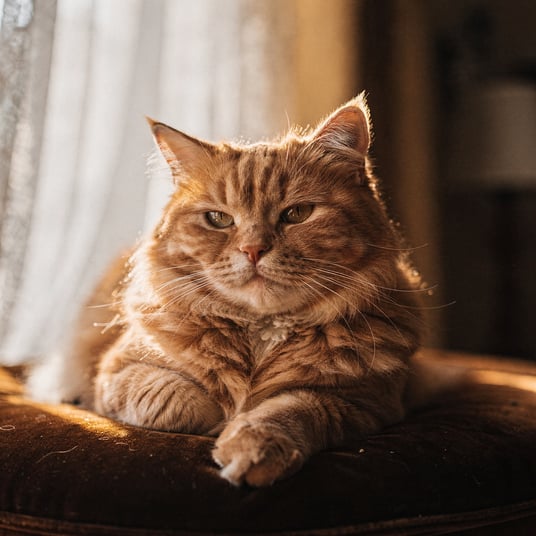 Minuet and pet insurance guide