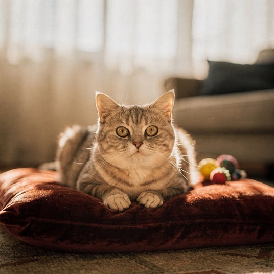 Munchkin and pet insurance guide