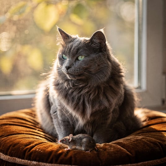 Nebelung