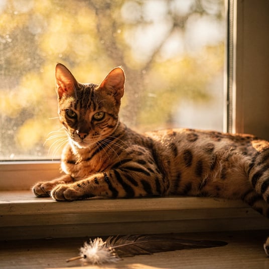 Ocicat and pet insurance guide