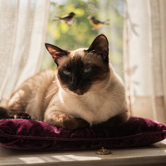 Siamese