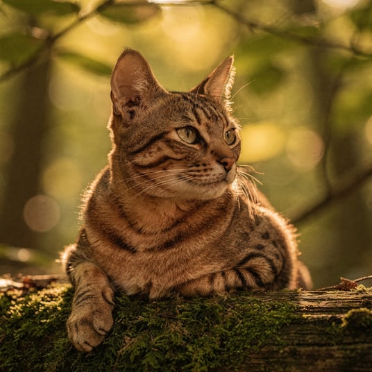 Sokoke and pet insurance guide