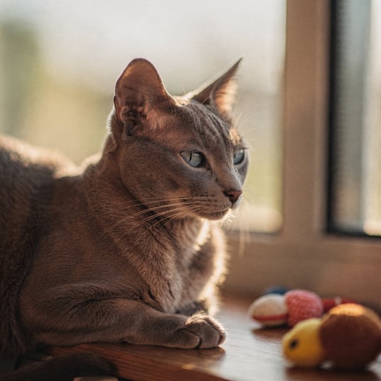 Thai and pet insurance guide