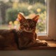 Abyssinian