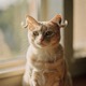 American Curl Shorthair