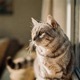 American Shorthair