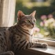 Egyptian Mau