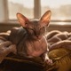 Peterbald
