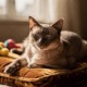 Tonkinese