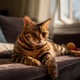 Toyger