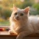 Turkish Angora
