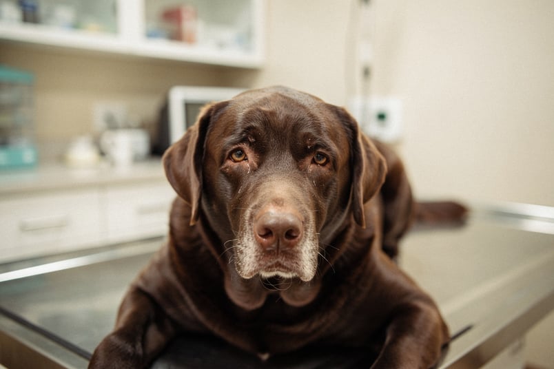 Cancer Overview and pet insurance guide