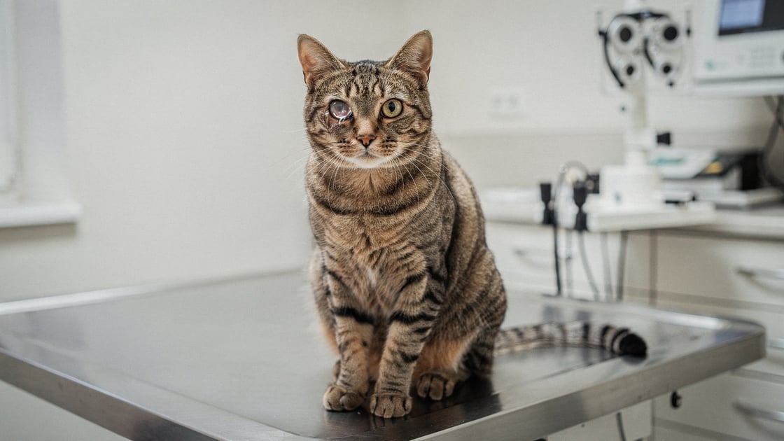 Conjunctivitis — vet costs and insurance