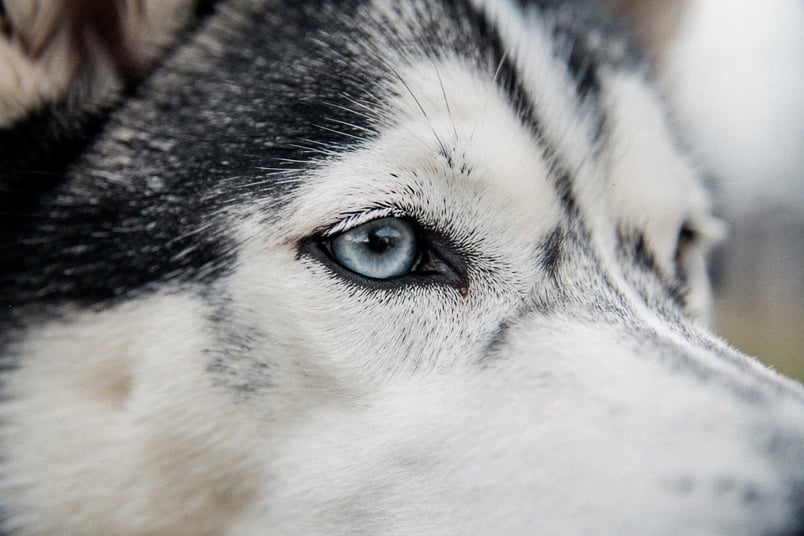 Corneal Dystrophy and pet insurance guide