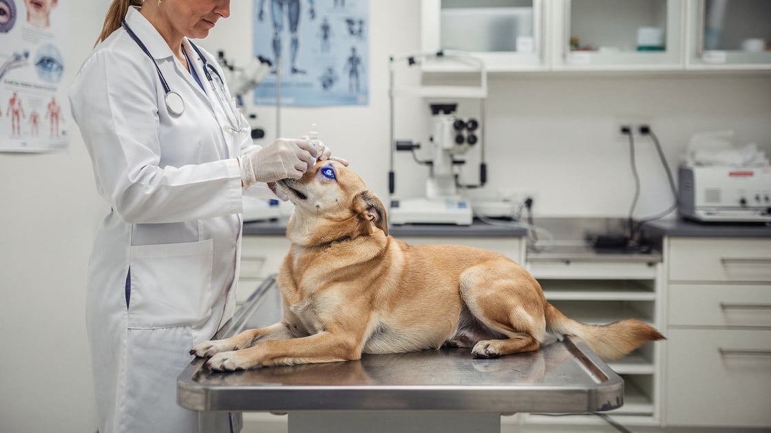 Corneal Ulcers — vet costs and insurance