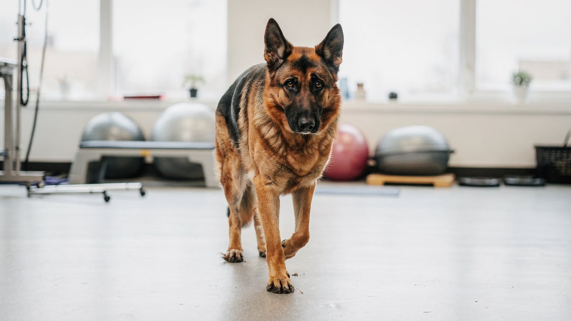 Degenerative Myelopathy — vet costs and insurance