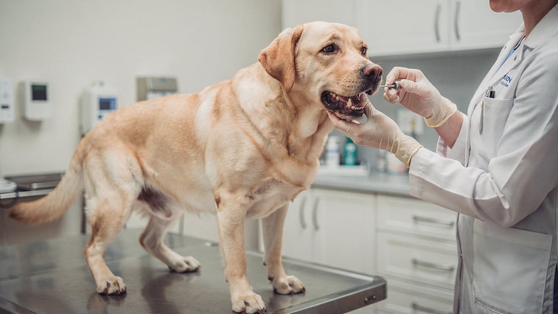 Dental Disease — vet costs and insurance