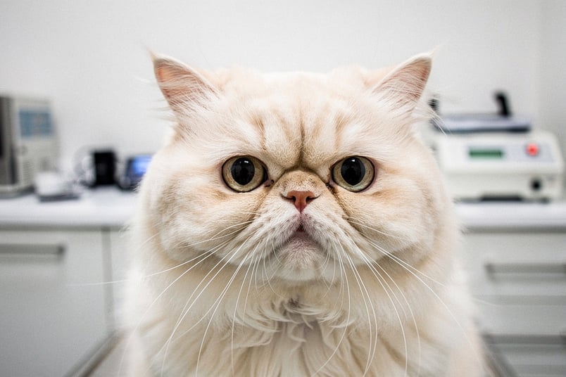 Entropion and pet insurance guide