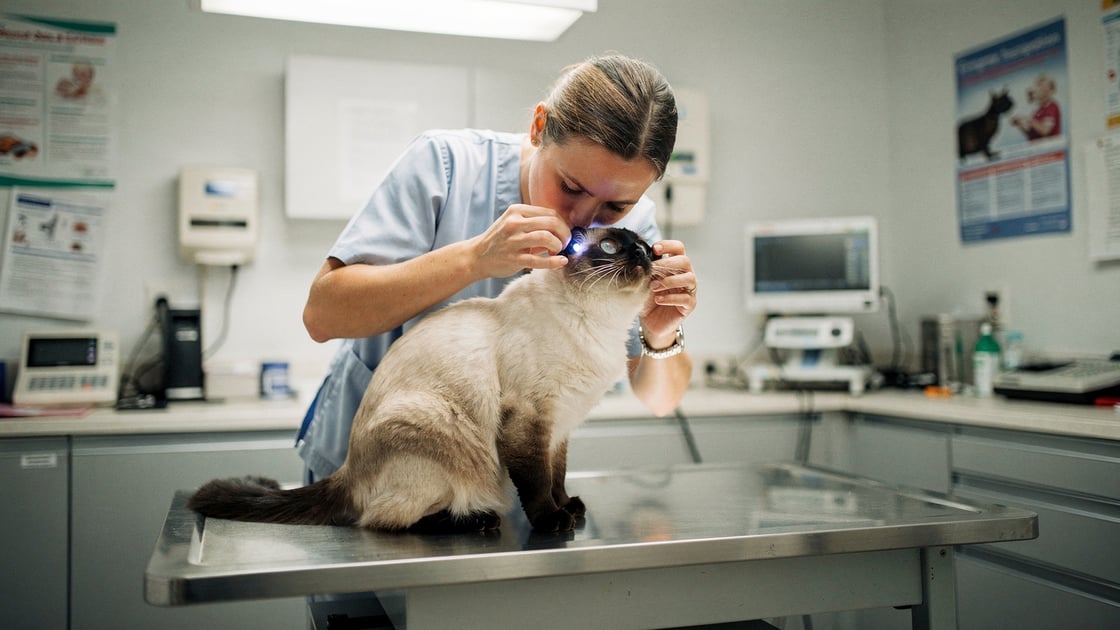 Entropion — vet costs and insurance