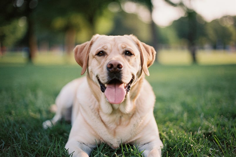 Exercise Induced Collapse and pet insurance guide