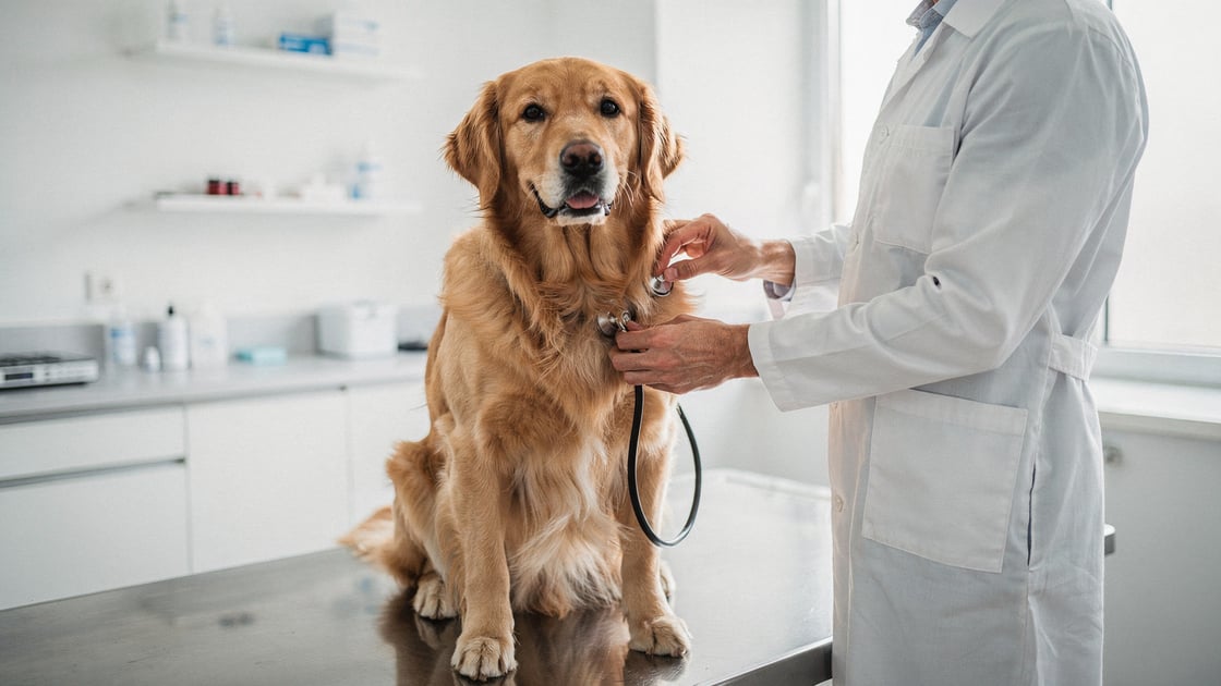 Heart Murmur — vet costs and insurance