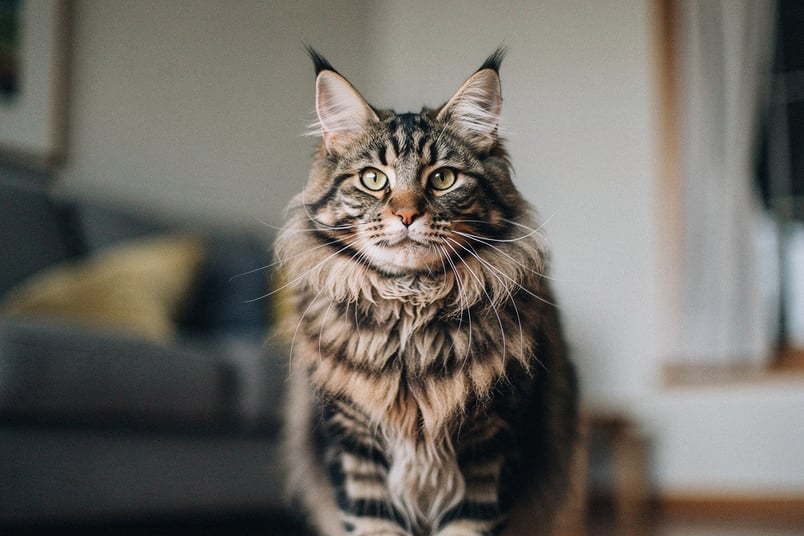 Hip Dysplasia and pet insurance guide