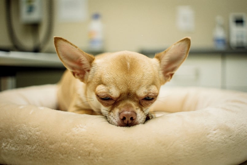 Hypoglycemia and pet insurance guide