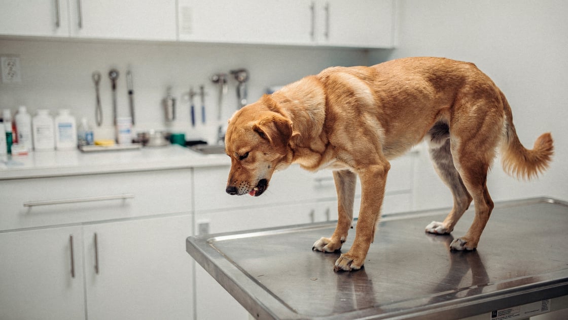 Kennel Cough — vet costs and insurance