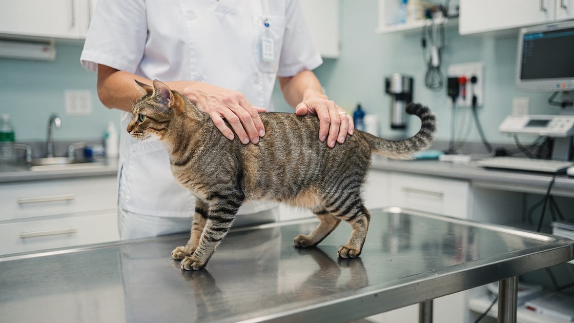 Lordosis — vet costs and insurance