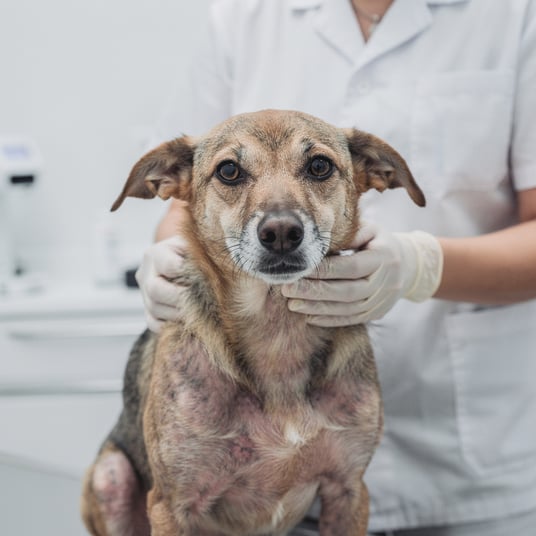 Mange and pet insurance guide