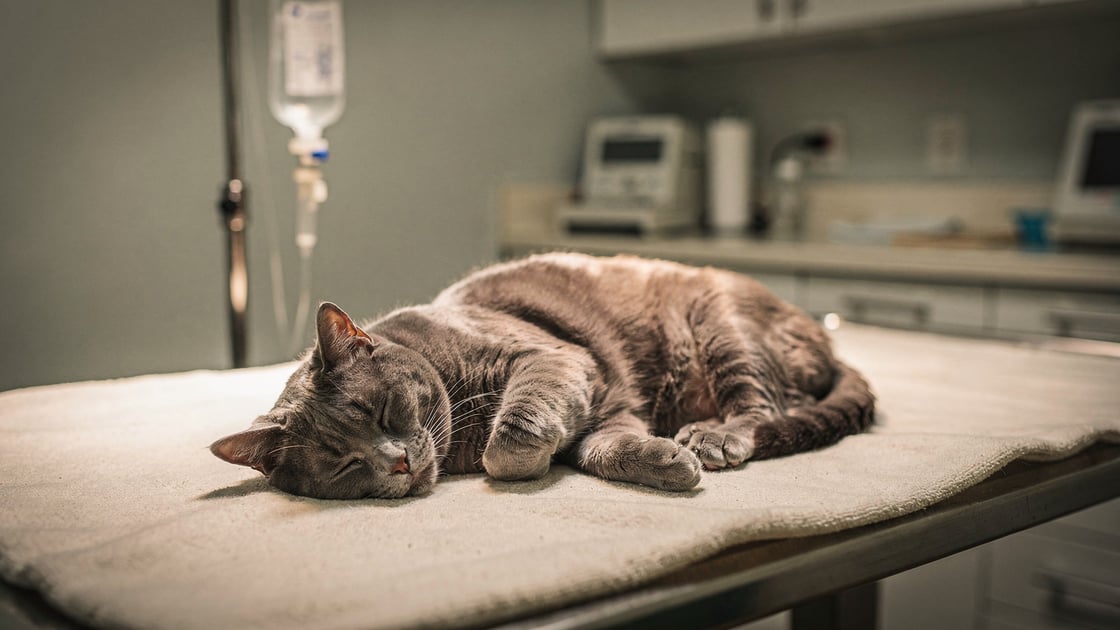 Pancreatitis — vet costs and insurance