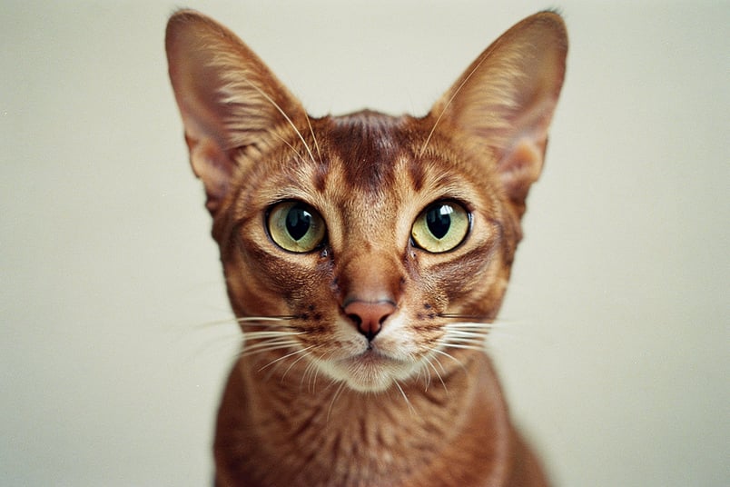 Progressive Retinal Atrophy and pet insurance guide