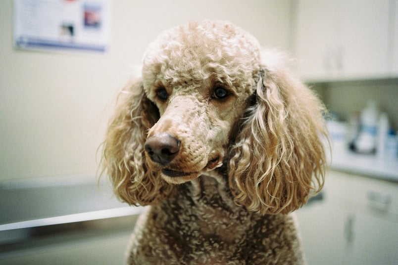 Sebaceous Adenitis and pet insurance guide