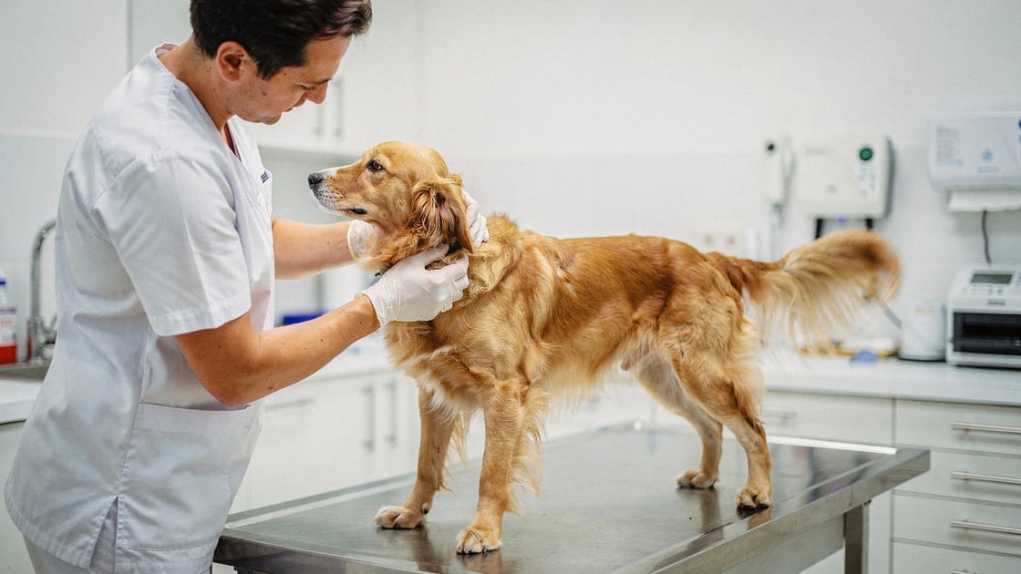Sebaceous Adenitis — vet costs and insurance