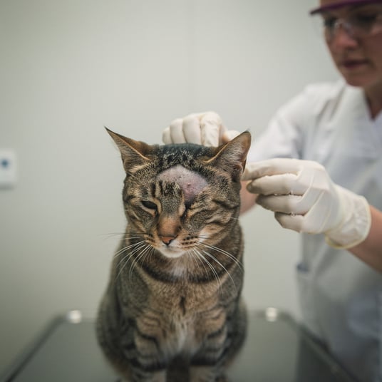 Skin Conditions and pet insurance guide