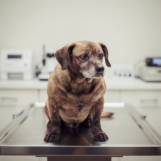 Skin Yeast Infection and pet insurance guide