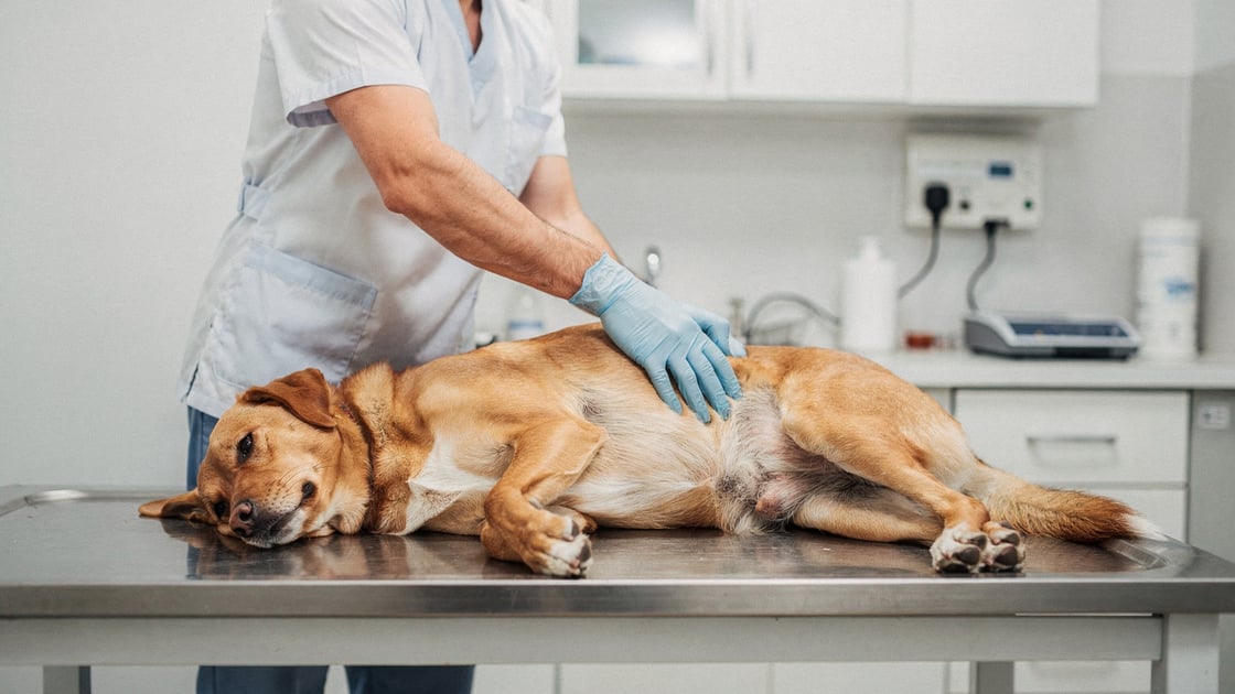 Staph Infection — vet costs and insurance