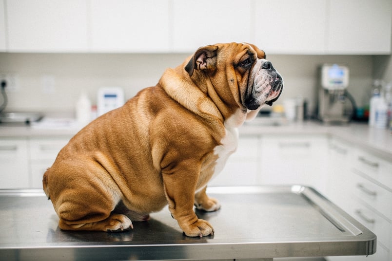 Tail Pocket Infection and pet insurance guide