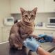 Feline Leukemia (FeLV)