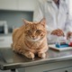 FIV (Feline Immunodeficiency Virus)