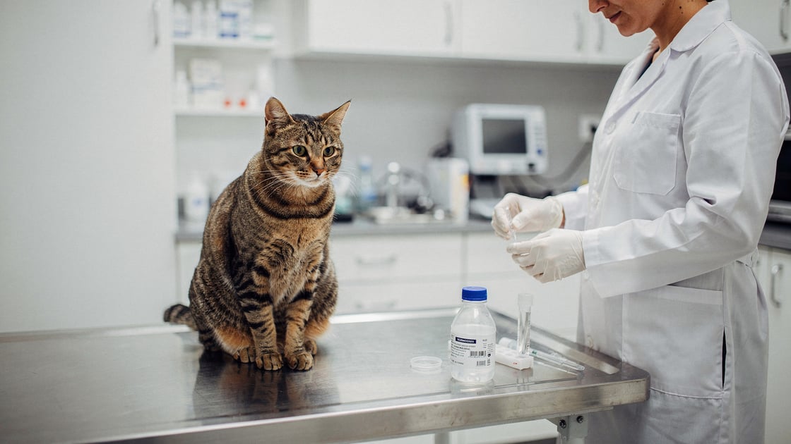 Urinary Tract Infection — vet costs and insurance