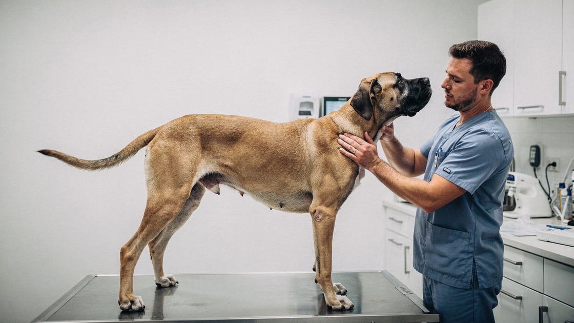 Wobbler Syndrome — vet costs and insurance