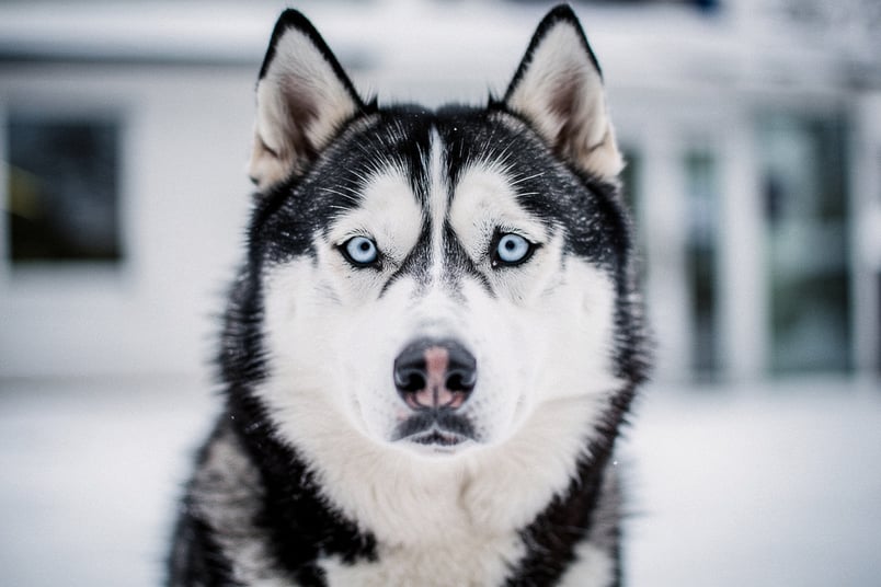 Zinc Deficiency and pet insurance guide