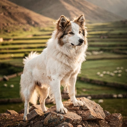 Aidi and pet insurance guide