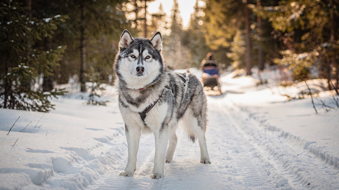 Alaskan Malamute — vet costs and insurance