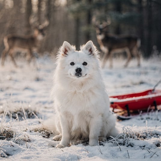 American Eskimo Dog