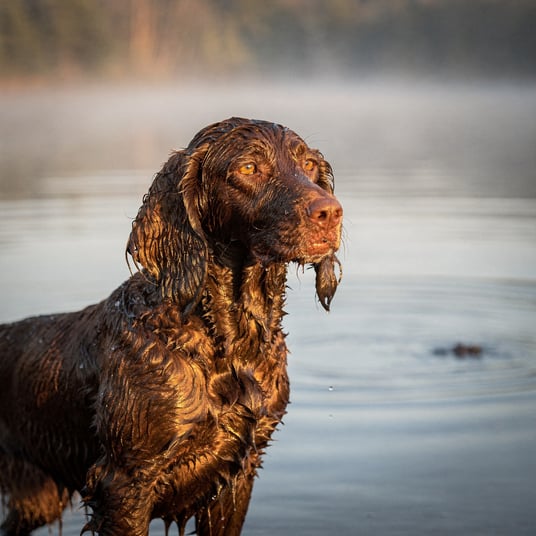 American Water Spaniel